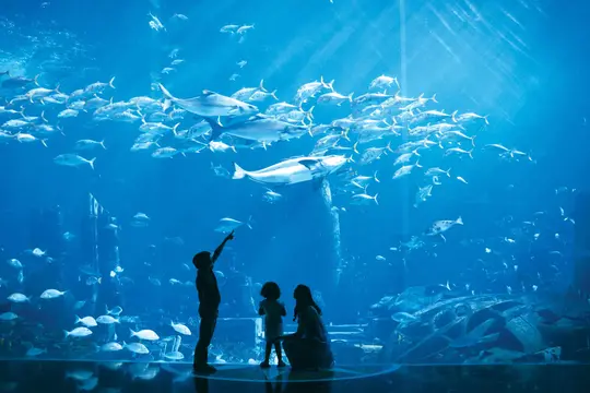 Aquaventure Waterpark Tickets Image