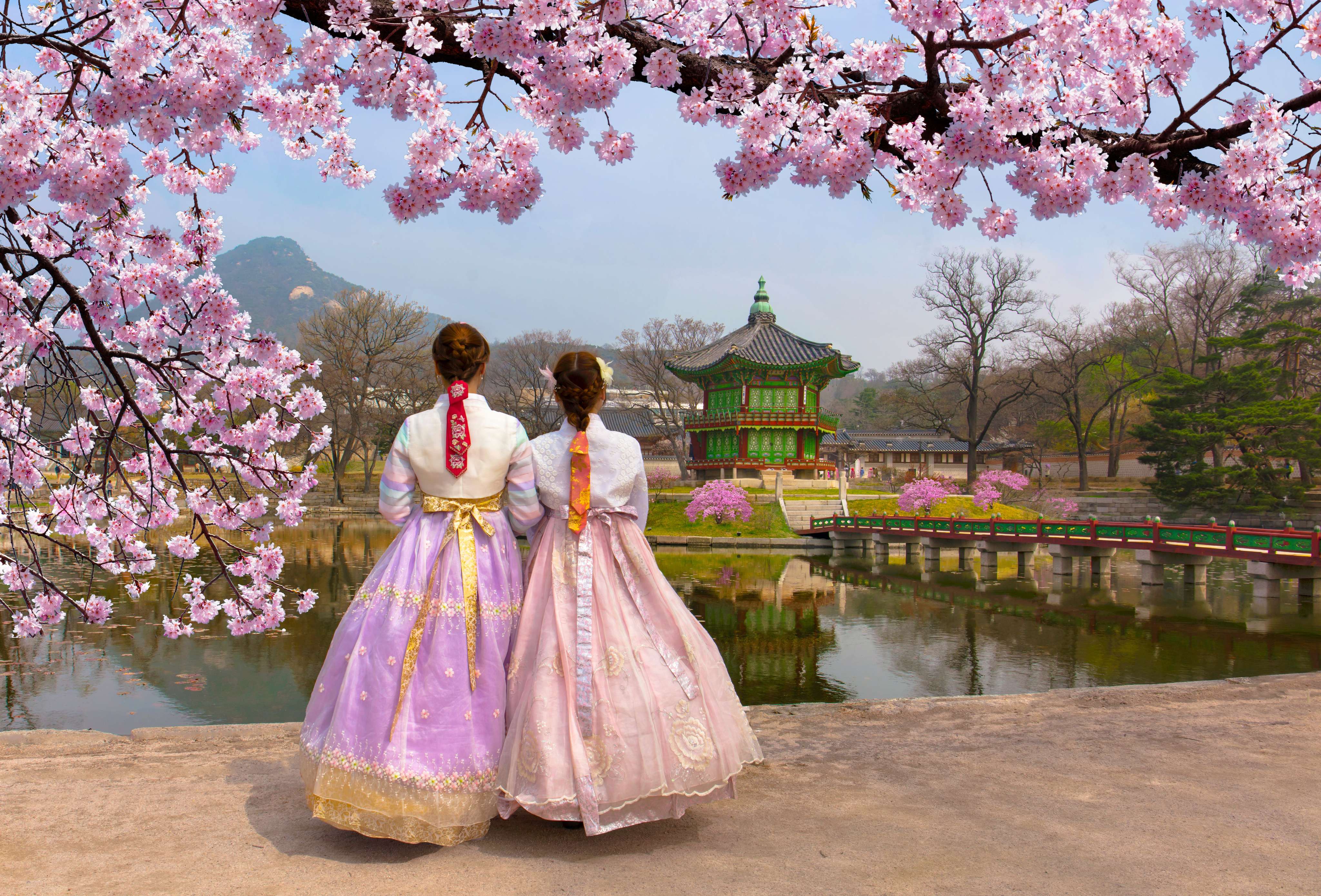Cherry blossom in Hyangwonjeong Pavilion, Gyeongbokgung Palace