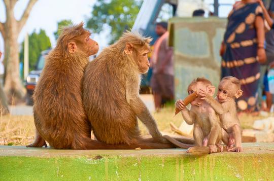 Bandipur National Park Safari Package Image