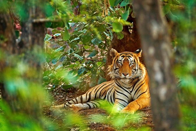 Sri Venkateswara National Park