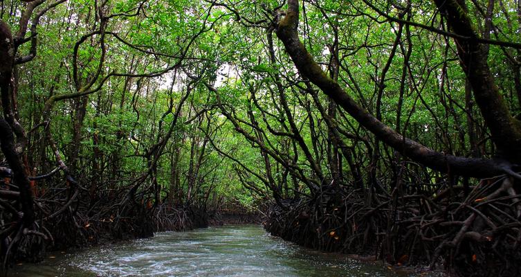 Jarawa Reserve Forest