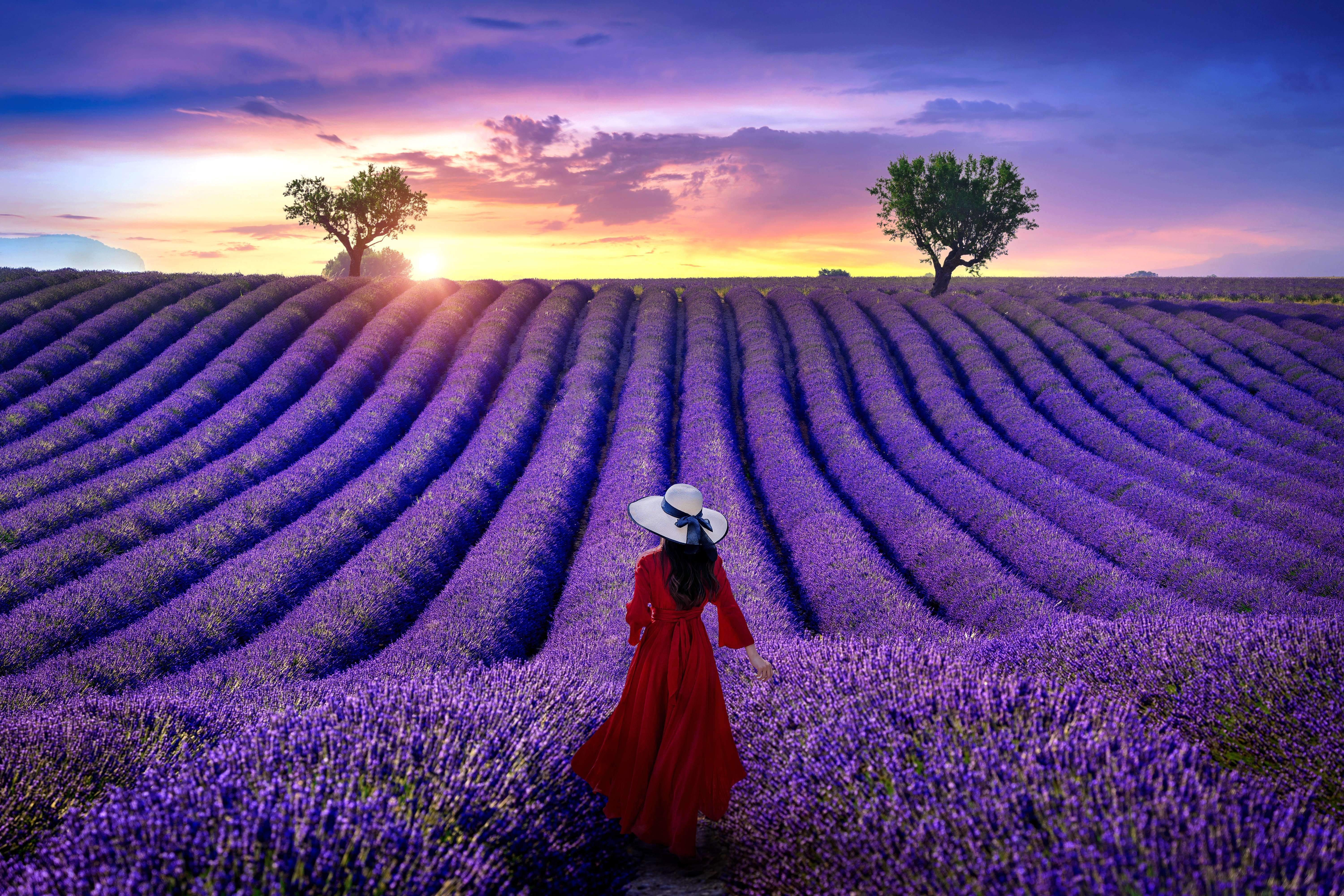 Girl in the Lavender Fields