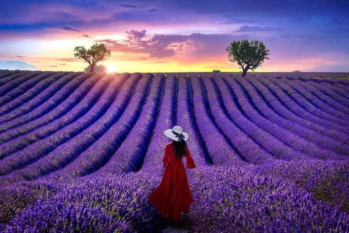 Girl in the Lavender Fields