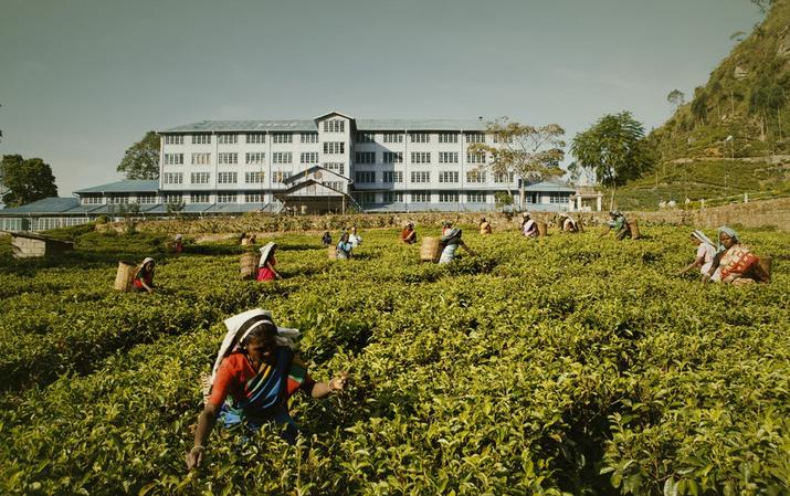 Bluefield Tea Factory