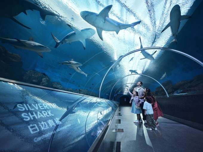 Walk through a transparent tunnel surrounded by various shark species at Singapore Oceanarium