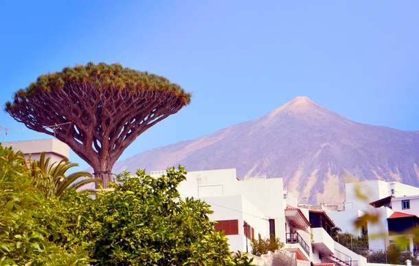 Tenerife Dragon Tree and Botanical Gardens Tickets