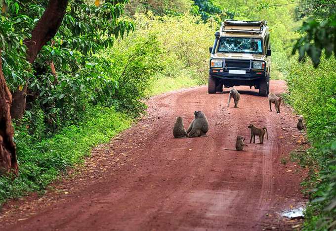 Dandeli Jungle Safari
