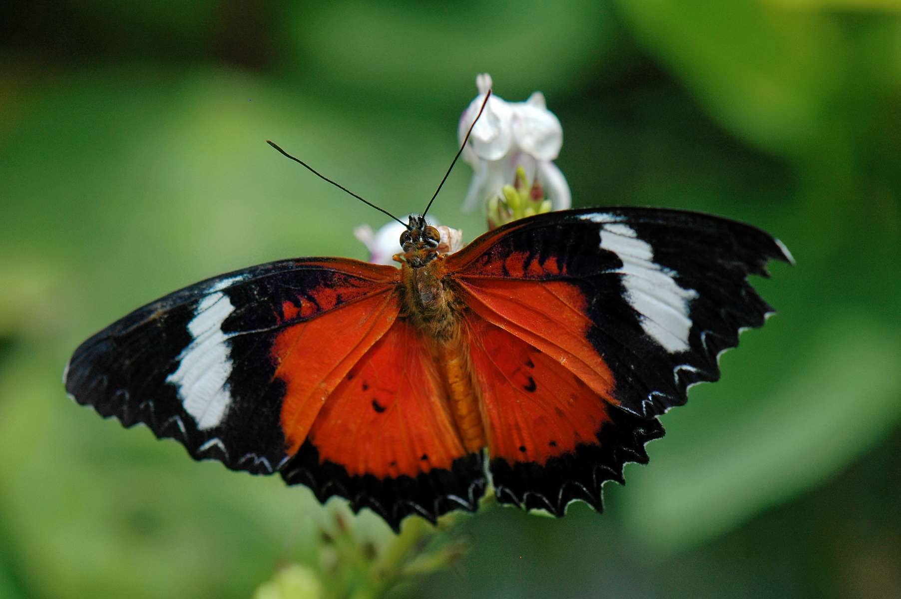 Tegenungan Waterfall Tour Image