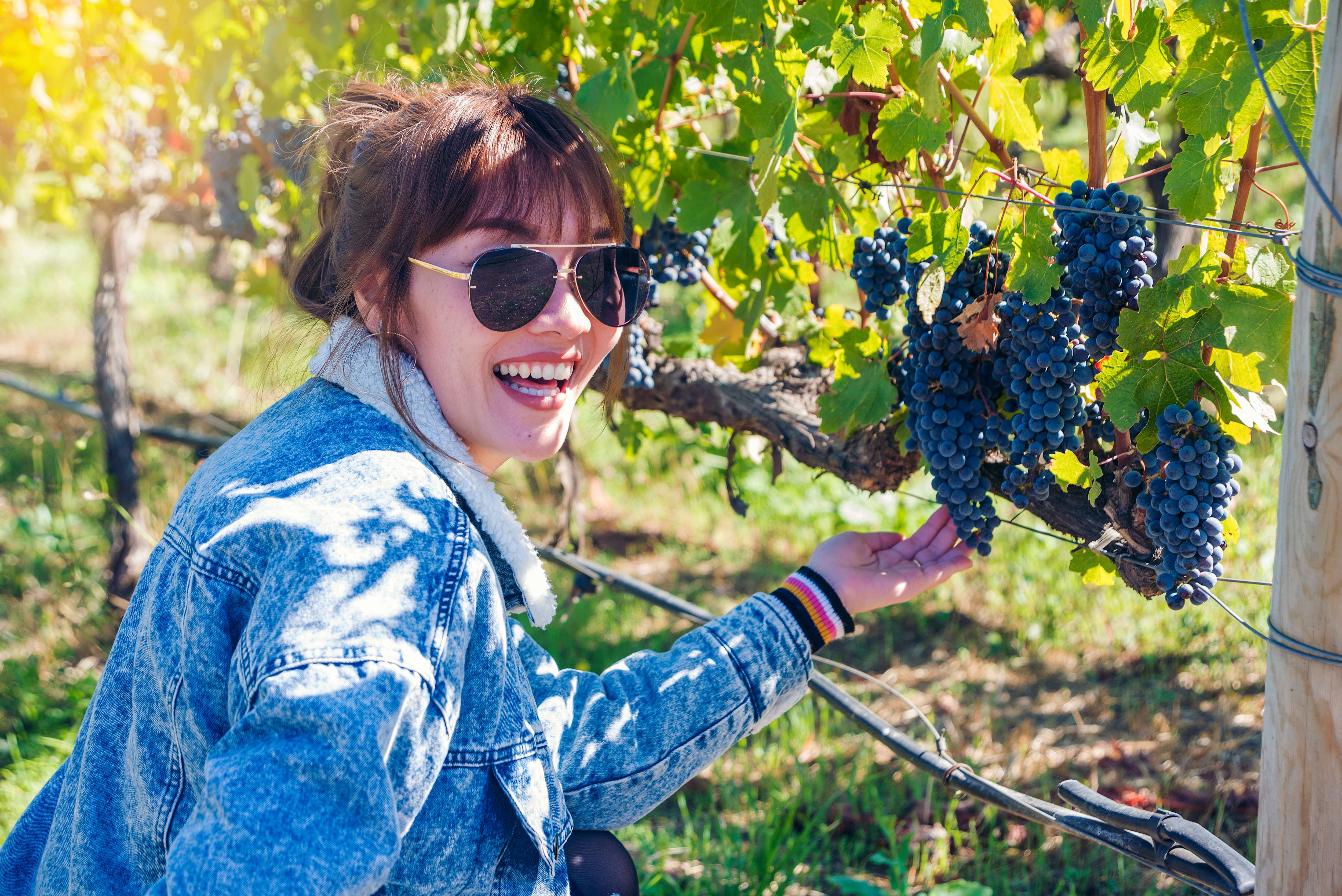 Visit on an exciting San Francisco Wine Tour