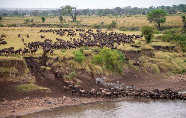 9f2xlrgw2whc1ekrzraoj62v2apj great%20migration gallery