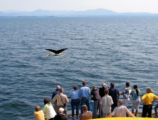Whale Shark Sightseeing Trip in Maldives Image