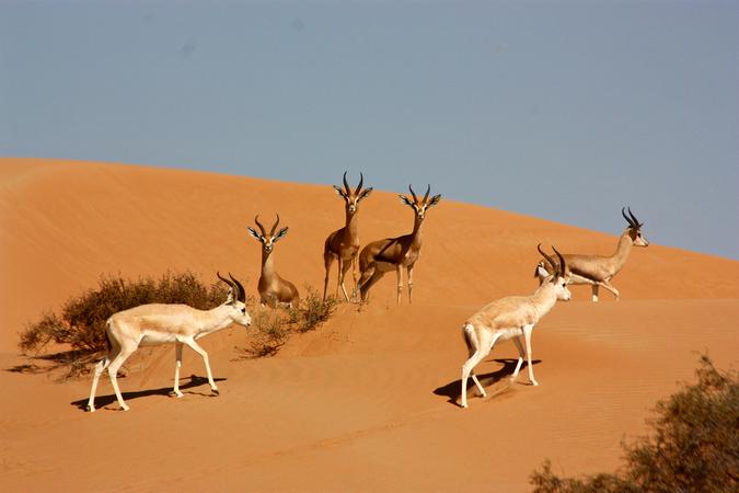 Desert Conservation Reserve
