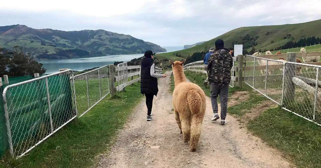 Akaroa Shamarra Alpaca Farm Tour Image