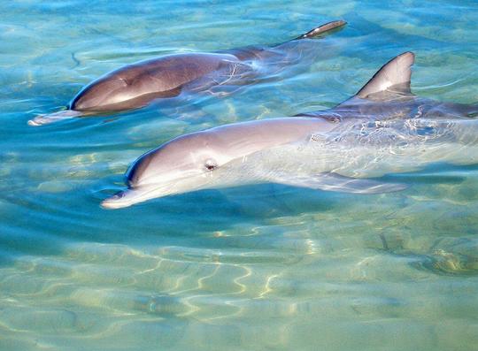 Tour From Perth To Monkey Mia Image