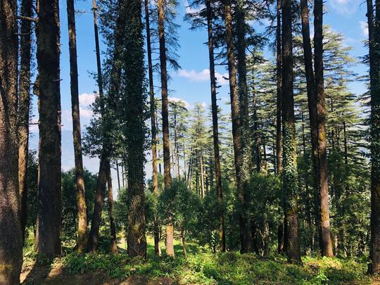 Dhanaulti and Mussoorie Tour from Delhi Image