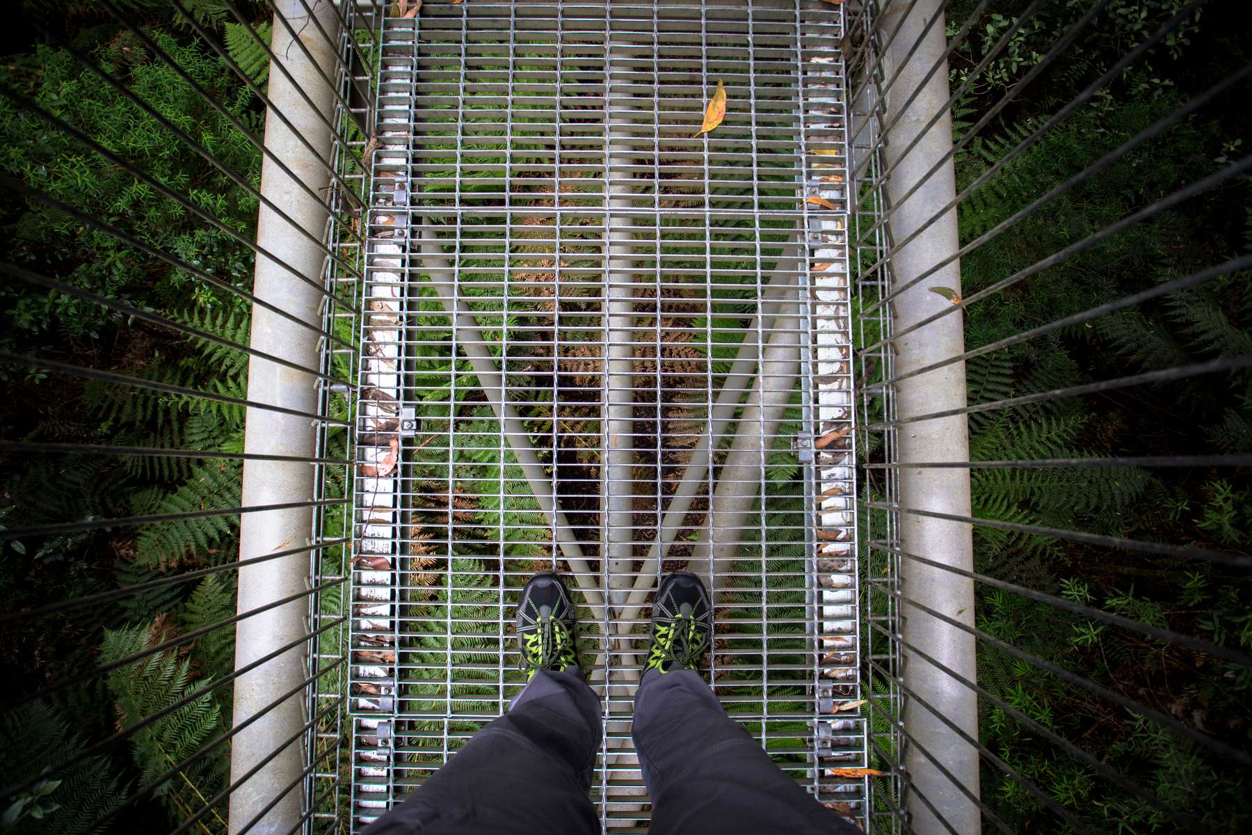 Otway Fly Treetop Adventures Tickets Image