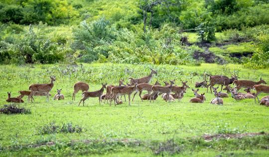 Pykara and Mudumalai Sightseeing Tour Image