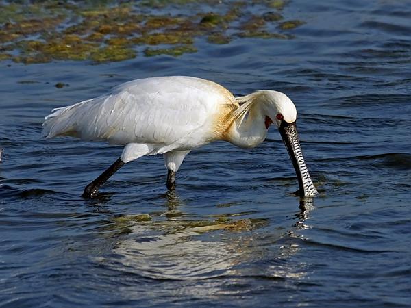 Bundala National Park