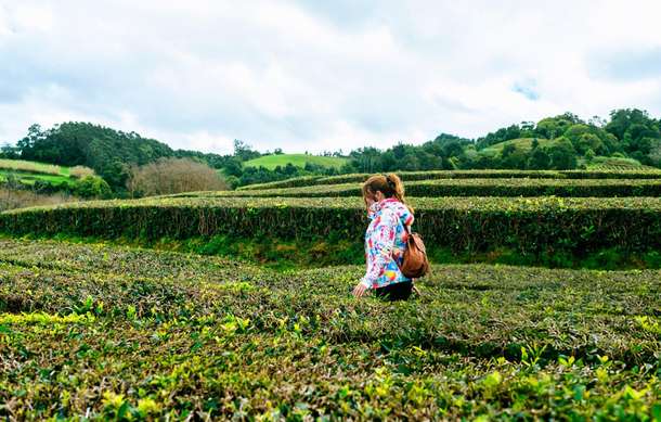 Tourist wandering through lush tea plantations