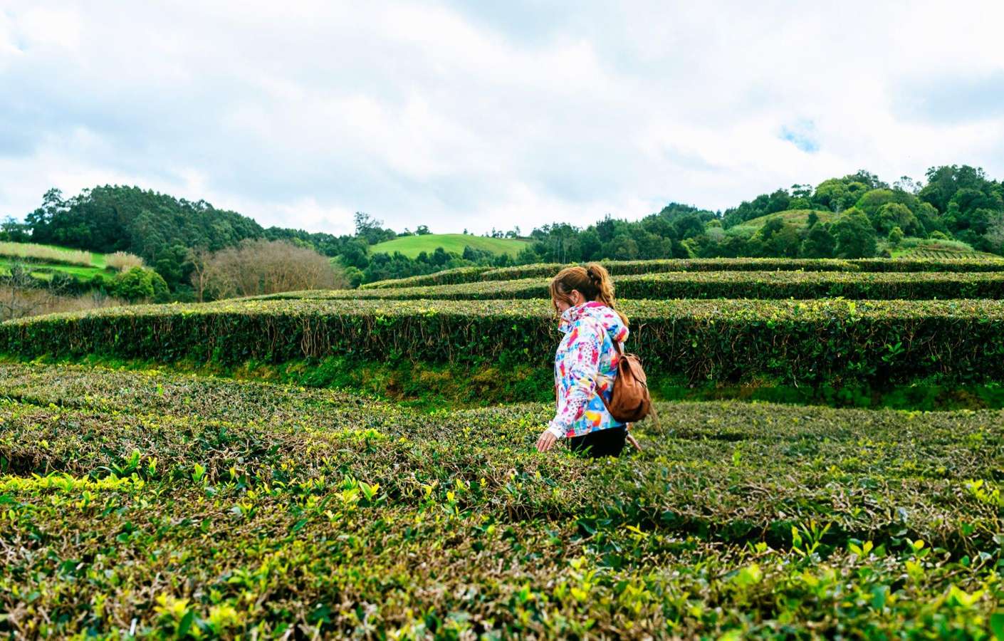 Tourist wandering through lush tea plantations