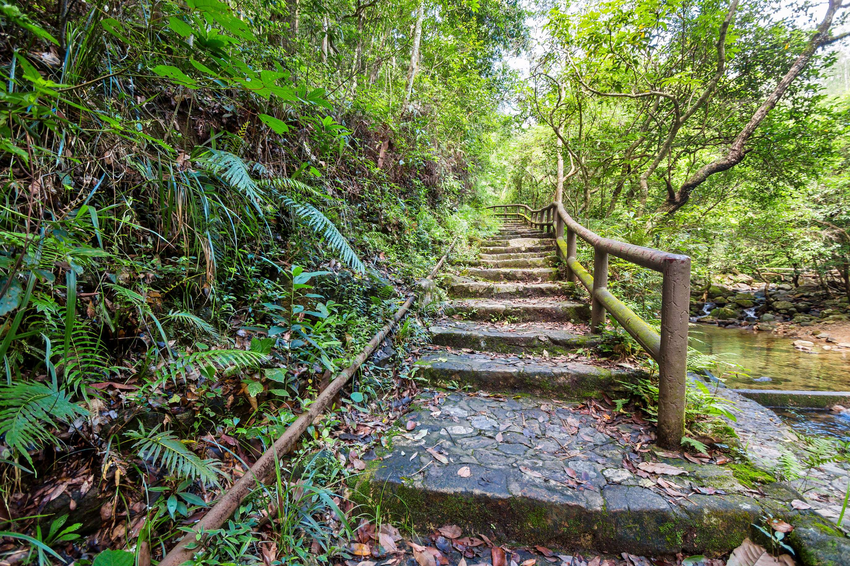 Fireflies Watching Tour At Tai Po Kau Nature Reserve Hong Kong