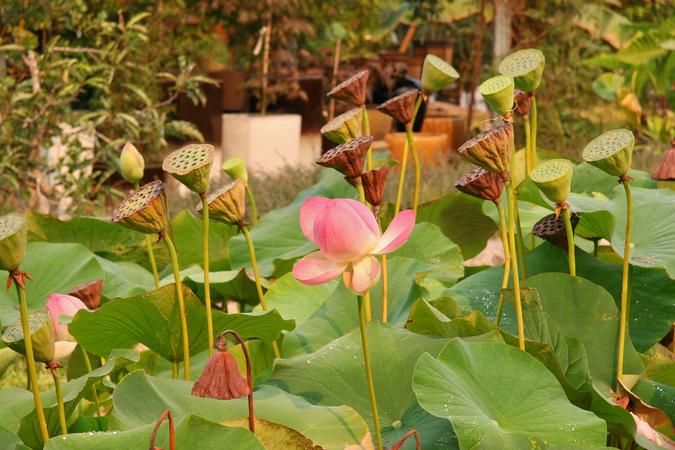 Lotus Farm