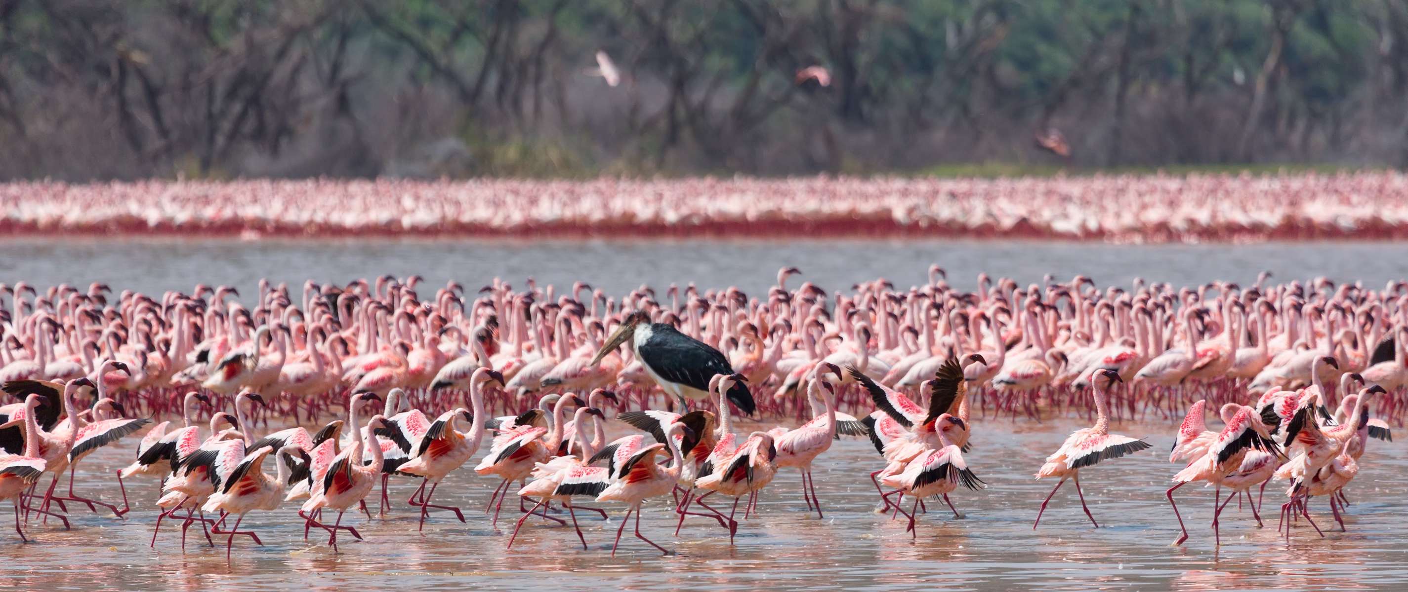 Masai Mara Safari Package from India Image