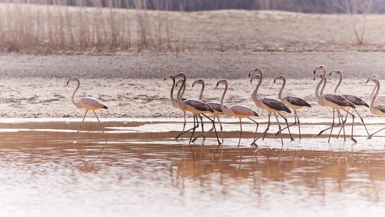 Al Wathba Wetland Reserve