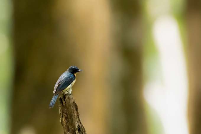 Wayanad Sightseeing Tour