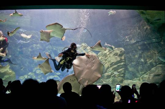 Ripley's Aquarium of Canada Tickets Image