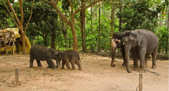Sakrebyle Elephant Camp Image