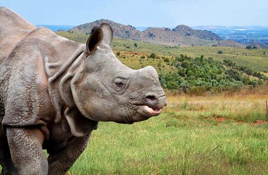 Jeep Safari In Manas National Park Image