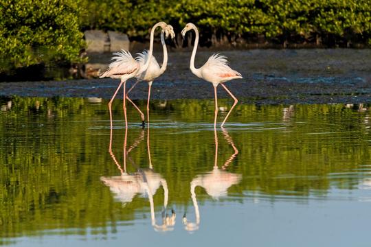 Pulicat Lake Boating Image