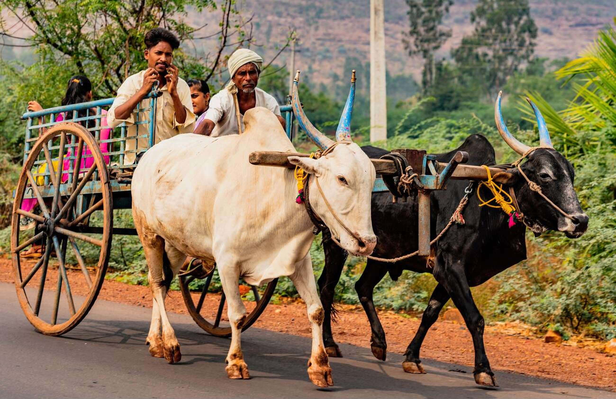 Enjoy a scenic bullock cart ride through the fields experiencing the traditional mode of transportation 