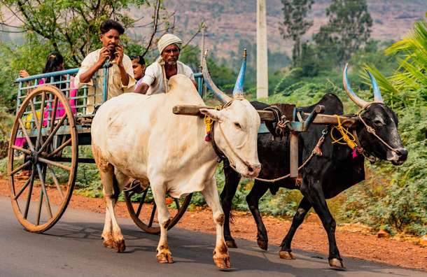 Enjoy a scenic bullock cart ride through the fields experiencing the traditional mode of transportation 