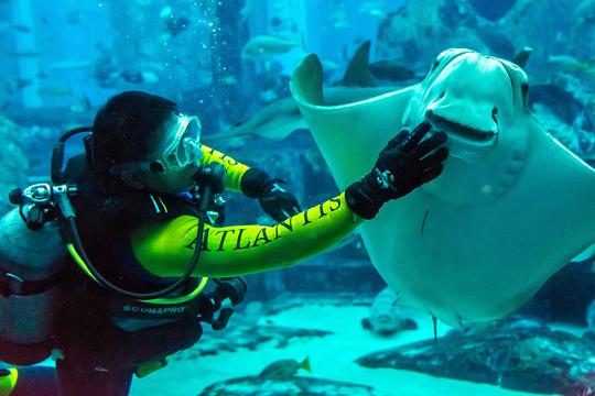 Scuba Diving In Dubai Image