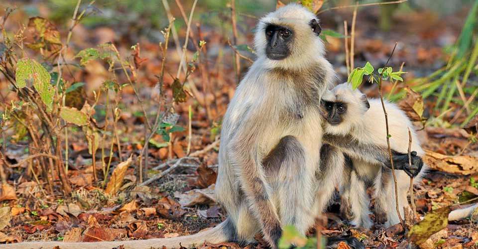 Short Trip to Bandhavgarh National Park Image