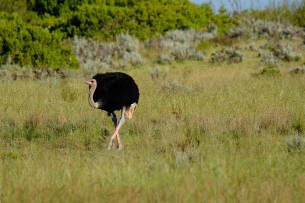 Absahrnq9mv4lltmg67vtb4mqw6c shutterstock 1102723964