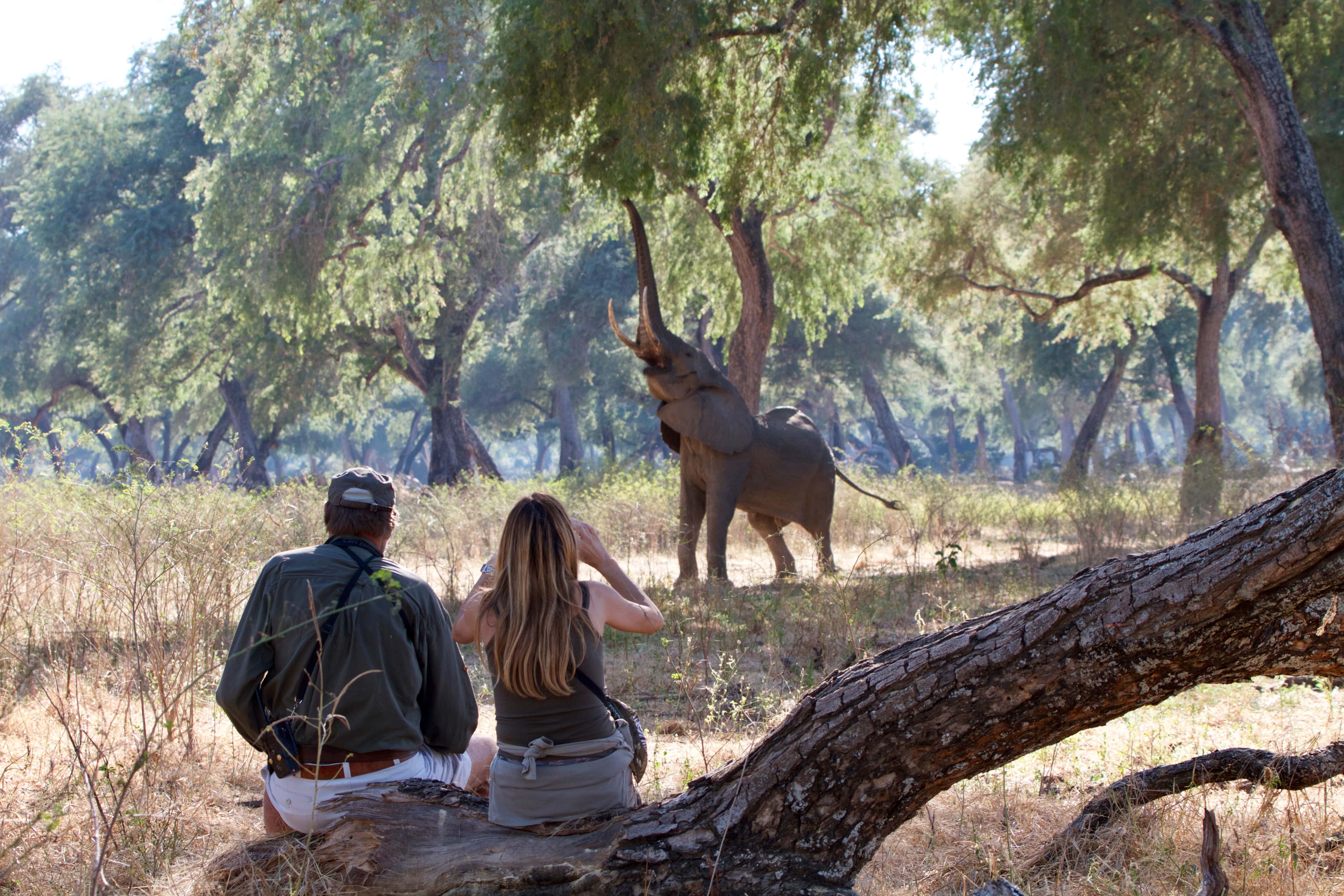 Zimbabwe Safari Package From India
