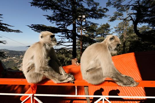 Shimla to Kufri Day Trip Image