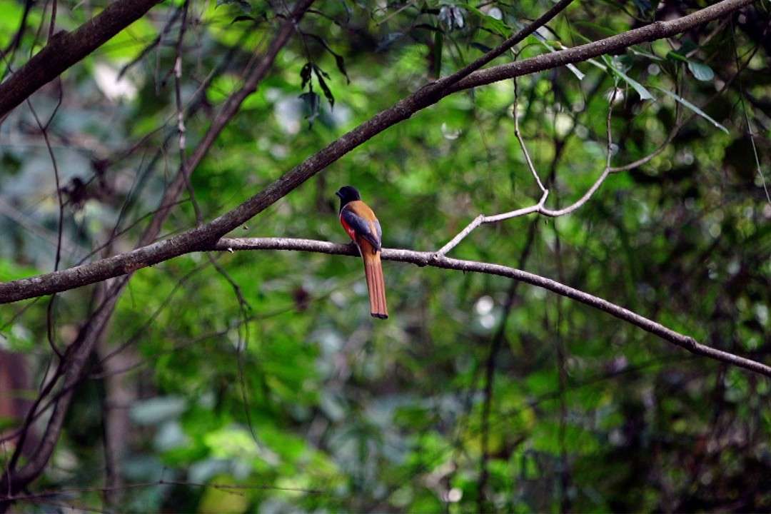 See the Malabar Trogon lurking on tree branches