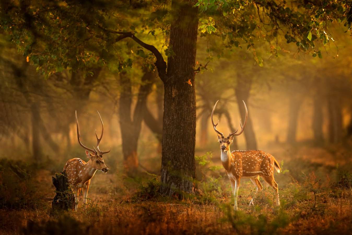 Explore Rajasthan’s top wildlife sanctuary- Ranthambore, on a thrilling safari