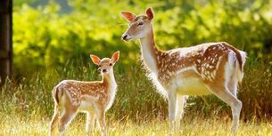 Ah5v5fe2rvu5s56vko42y2giitzf 1589367219 mrugavani national park hyderabad tourism entry fee timings holidays reviews header