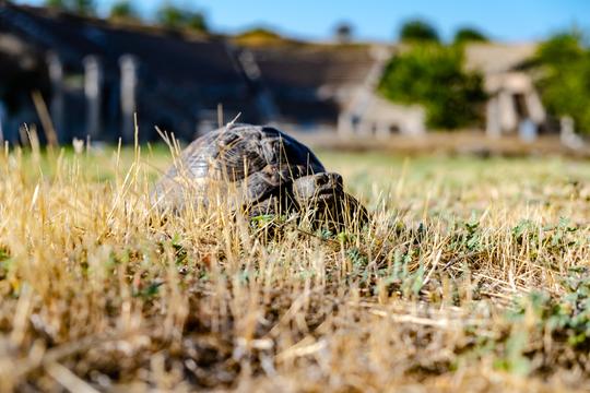 The Live Turtle & Tortoise Museum, Singapore: How To Reach, Best Time & Tips