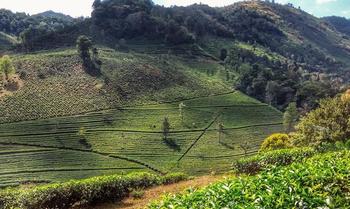 Ahsdexotq26nnappgn4c260p9roc 1550227318 periyar green bed breakfast