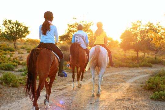 Horse Riding In Shimla Image