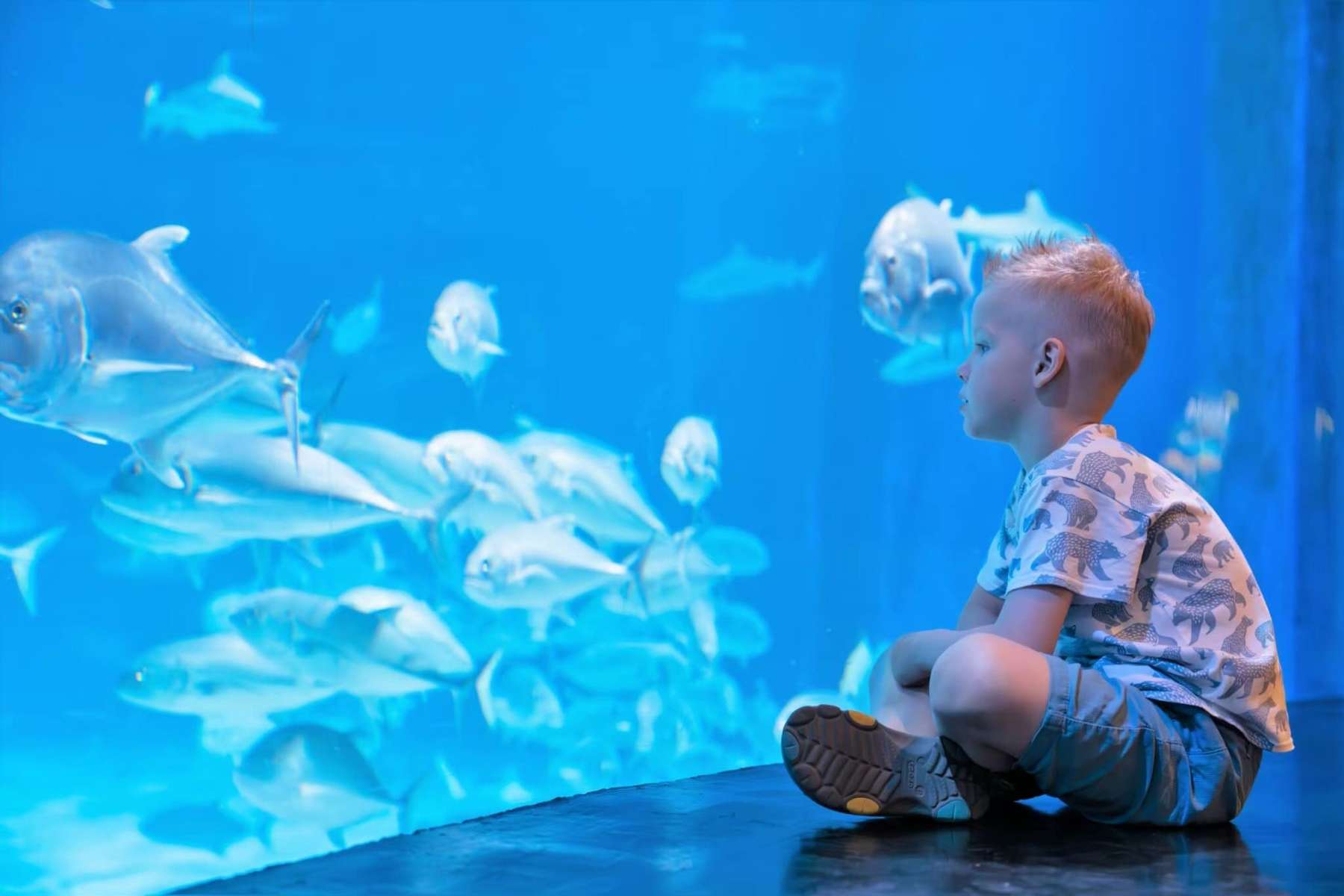 Aquaria Phuket Tickets Image