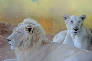 Aniavscs7d4ozv9qwyuluqx44s1z 16537500748 e47818d4ac o