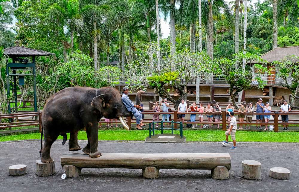 Indonesia Family Tour Package Image