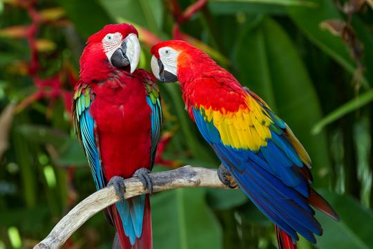 Bali Bird Park Tickets Image